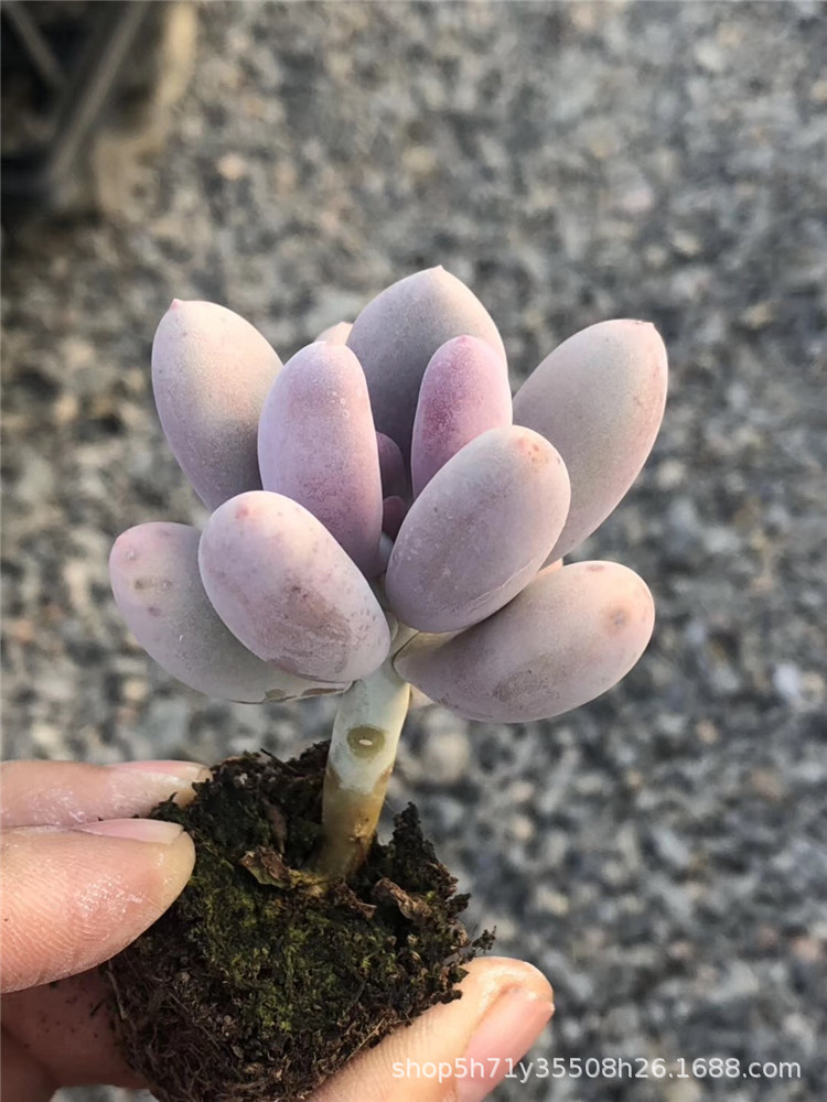 094山东进口多肉植物盆栽批发 状态桃美人多肉品种 状态实拍特价