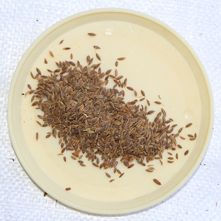 九里香种子七里香种子千里香万里香九秋香九树香过山香黄金桂种子