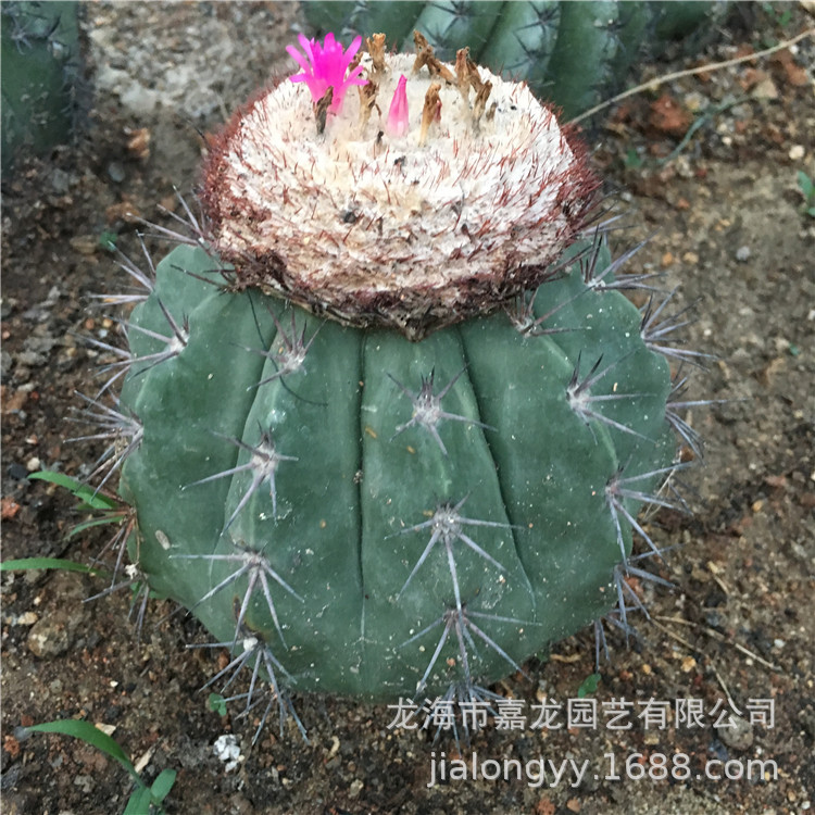 丽云 仙人球 紫云 仙人掌多肉植物 层云花座球 开花防辐射仙人球