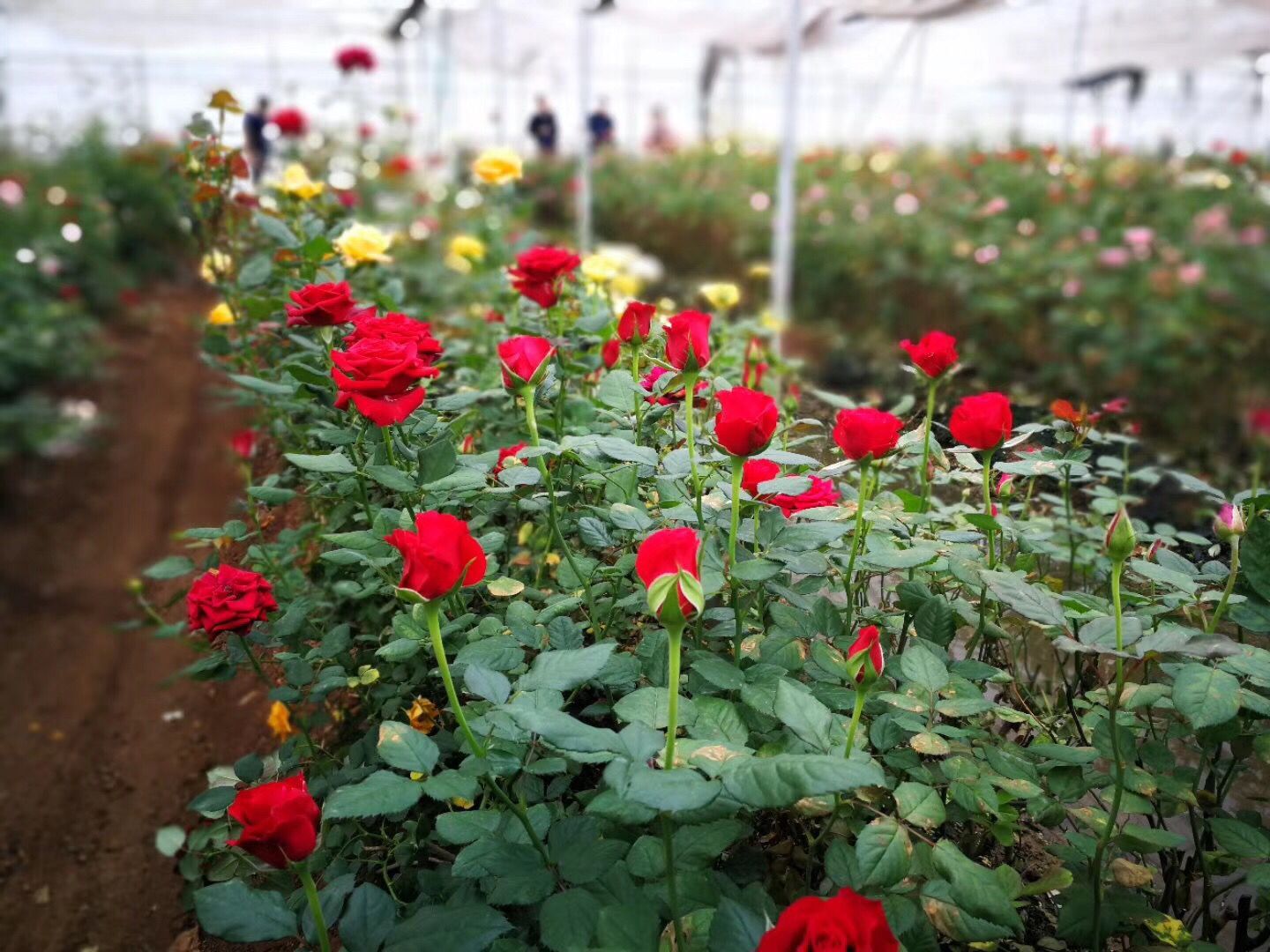 云南昆明鲜花批发 卡罗拉(红玫瑰)鲜切花基地直发婚庆节日鲜花