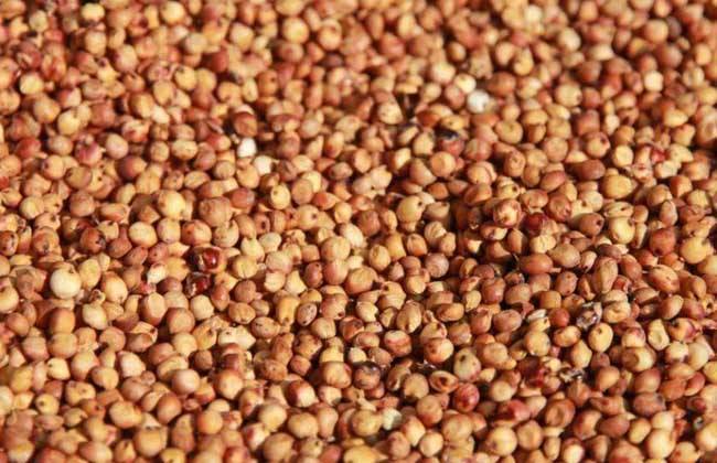 厂家供应饲料级高粱 进口高粱 澳梁 松针粉小麦次粉甜叶菊渣