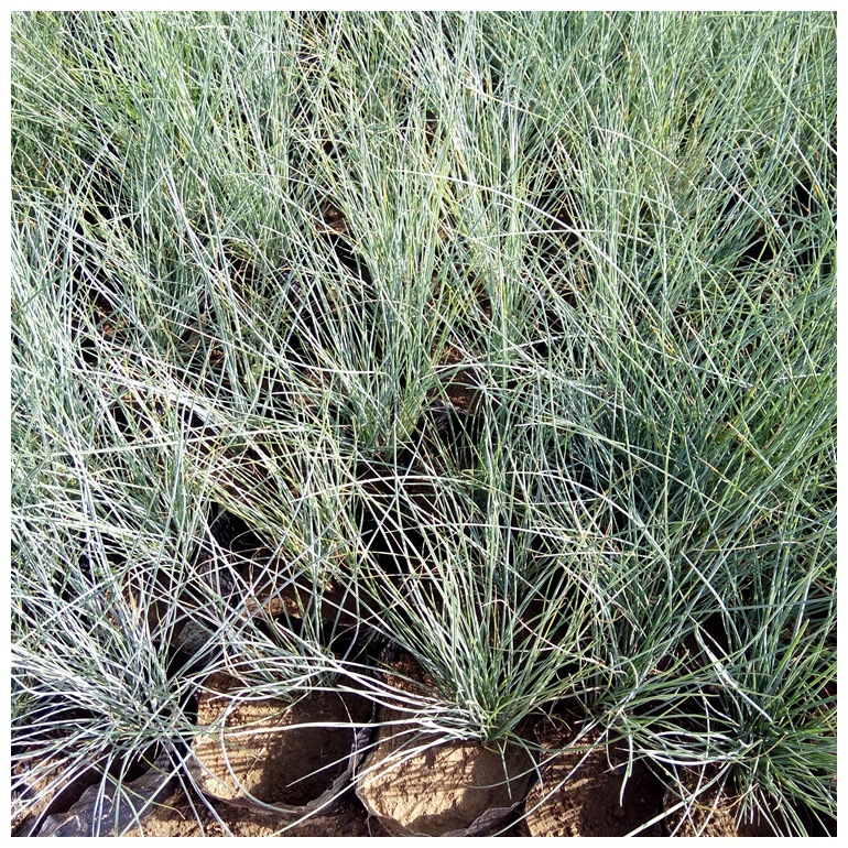 蓝羊茅绿植花卉绿化工程草坪护坡高羊茅四季蓝羊茅种植基地观赏草