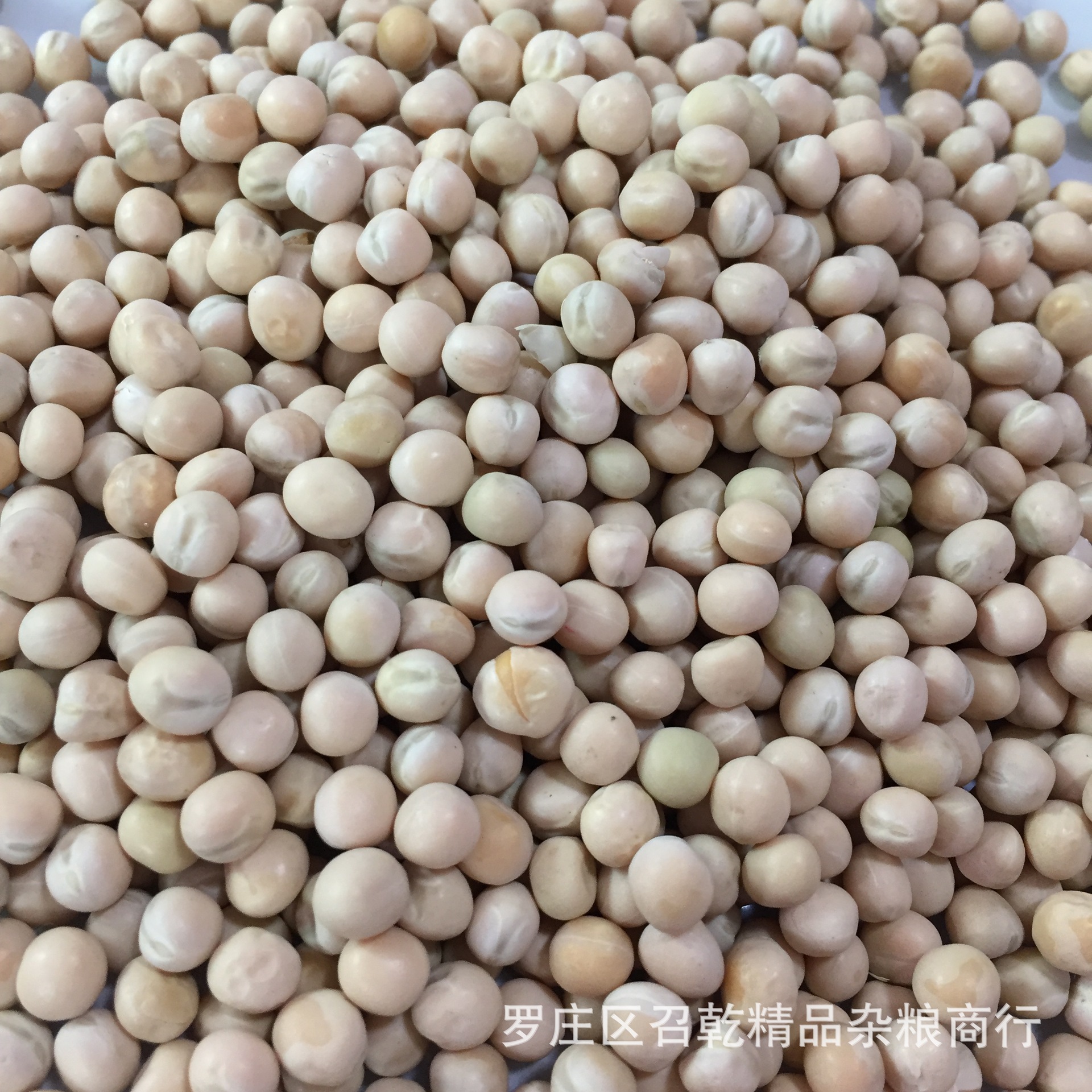 白豌豆厂家直批白豌豆 带皮白豌豆 五谷杂粮豆沙馅料鸽粮袋装98斤