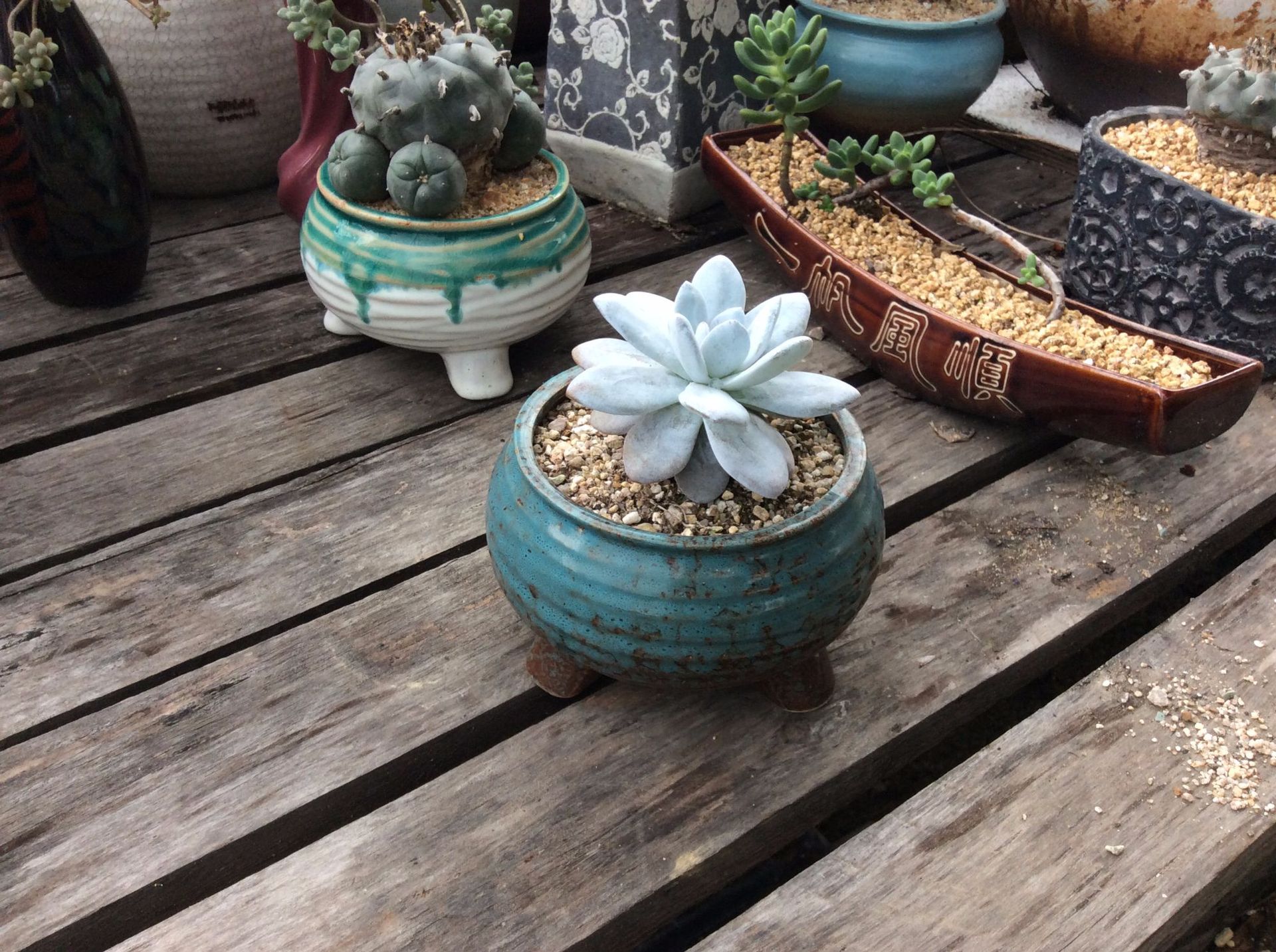 批发优惠价老桩多肉姬玉露零售批发