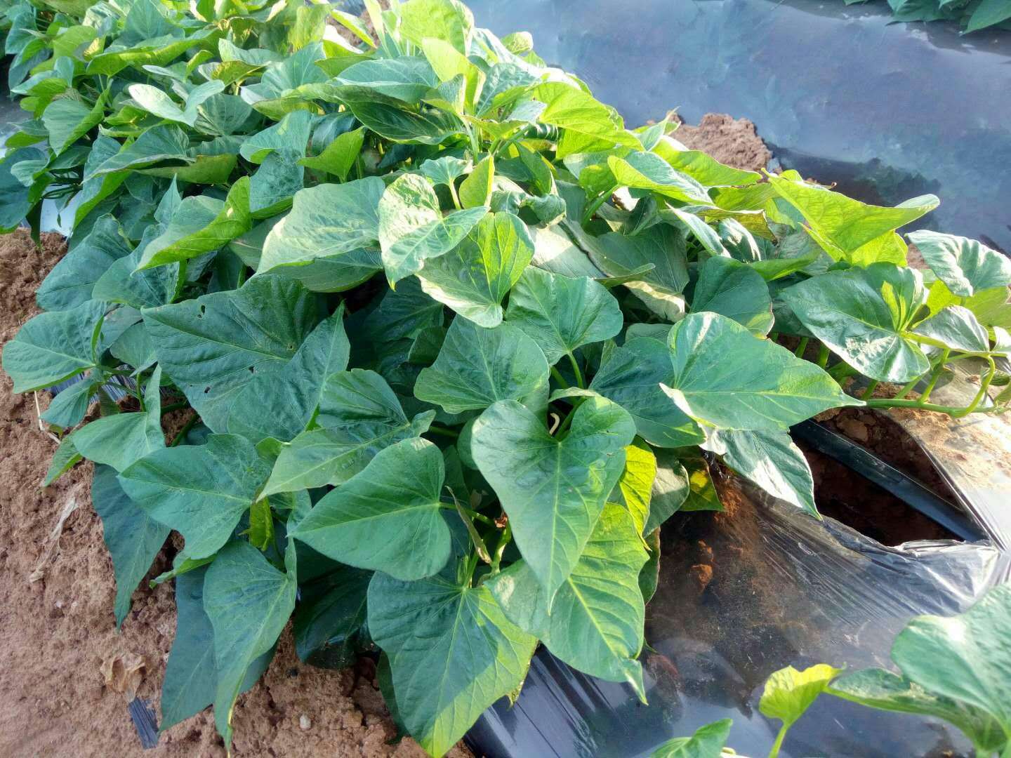 烟薯25红薯苗脱毒苗红薯秧子蜜薯秧子农民合作社小香薯大田剪苗