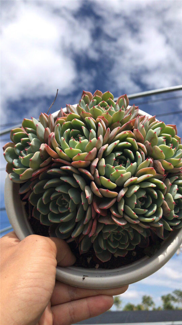 0328多肉植物品种大棚批发 娜娜小勾群盆16cm品相实拍多肉品种