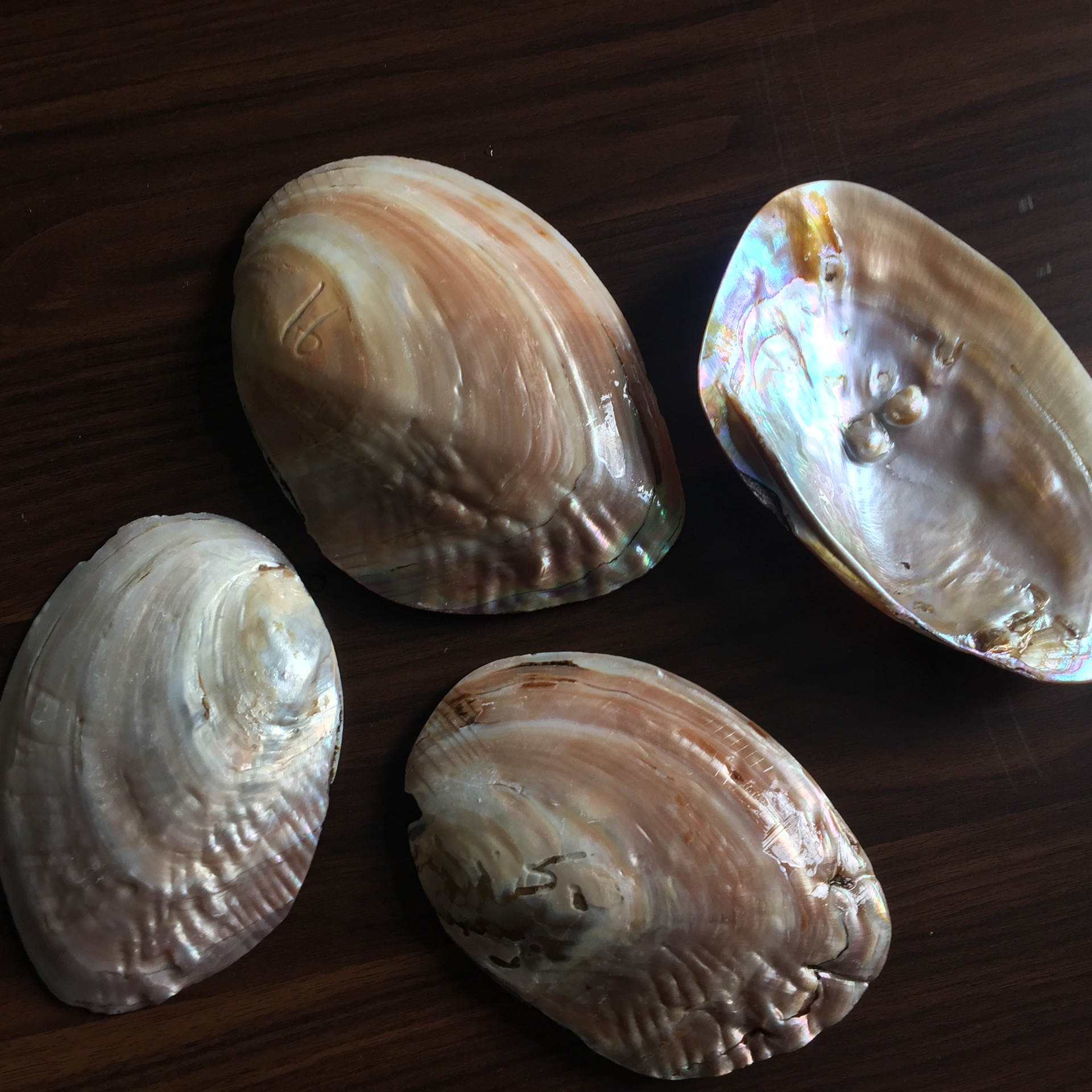 荧光小塔螺 天然海螺贝壳 海星 鱼缸 地台装饰 家居摆件