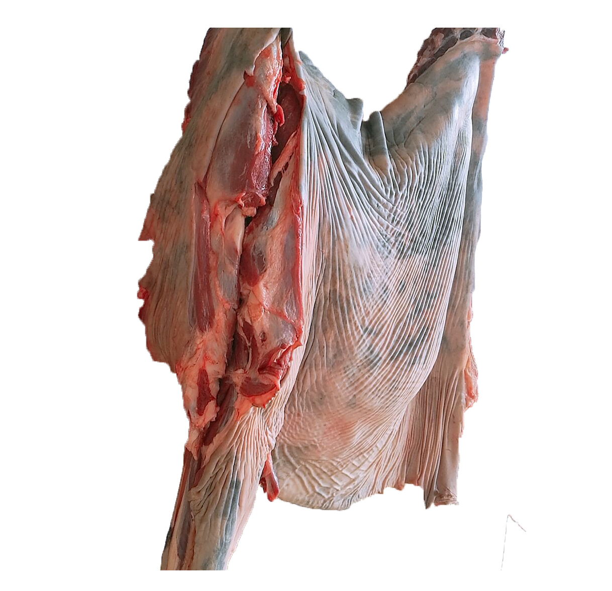 5 标签:肋骨肉类                           