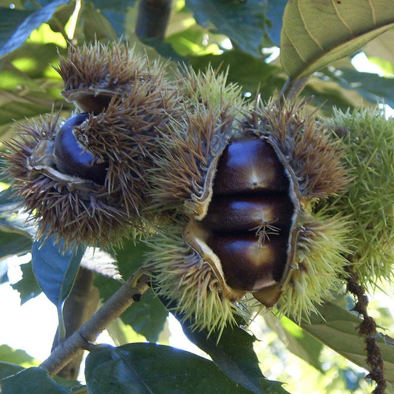 出售板栗苗 板栗树苗  色味软糯的罗田板栗果苗 又名乌壳油栗