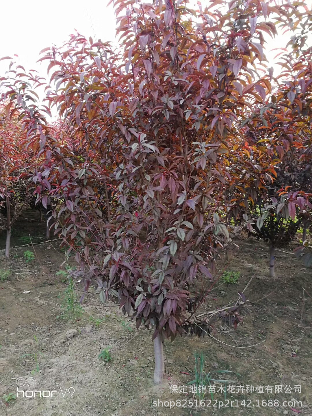 秋季批发 碧桃 红叶碧桃 3-15公分 园林观赏树 碧桃小苗 量大