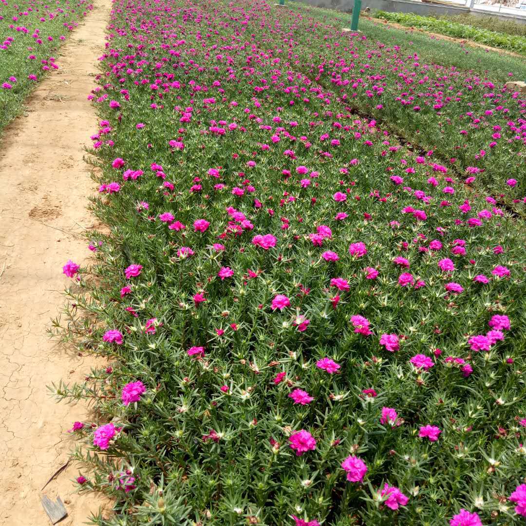 公园花坛绿化宿根花卉半枝莲小区草坪草花种植半枝莲绿化