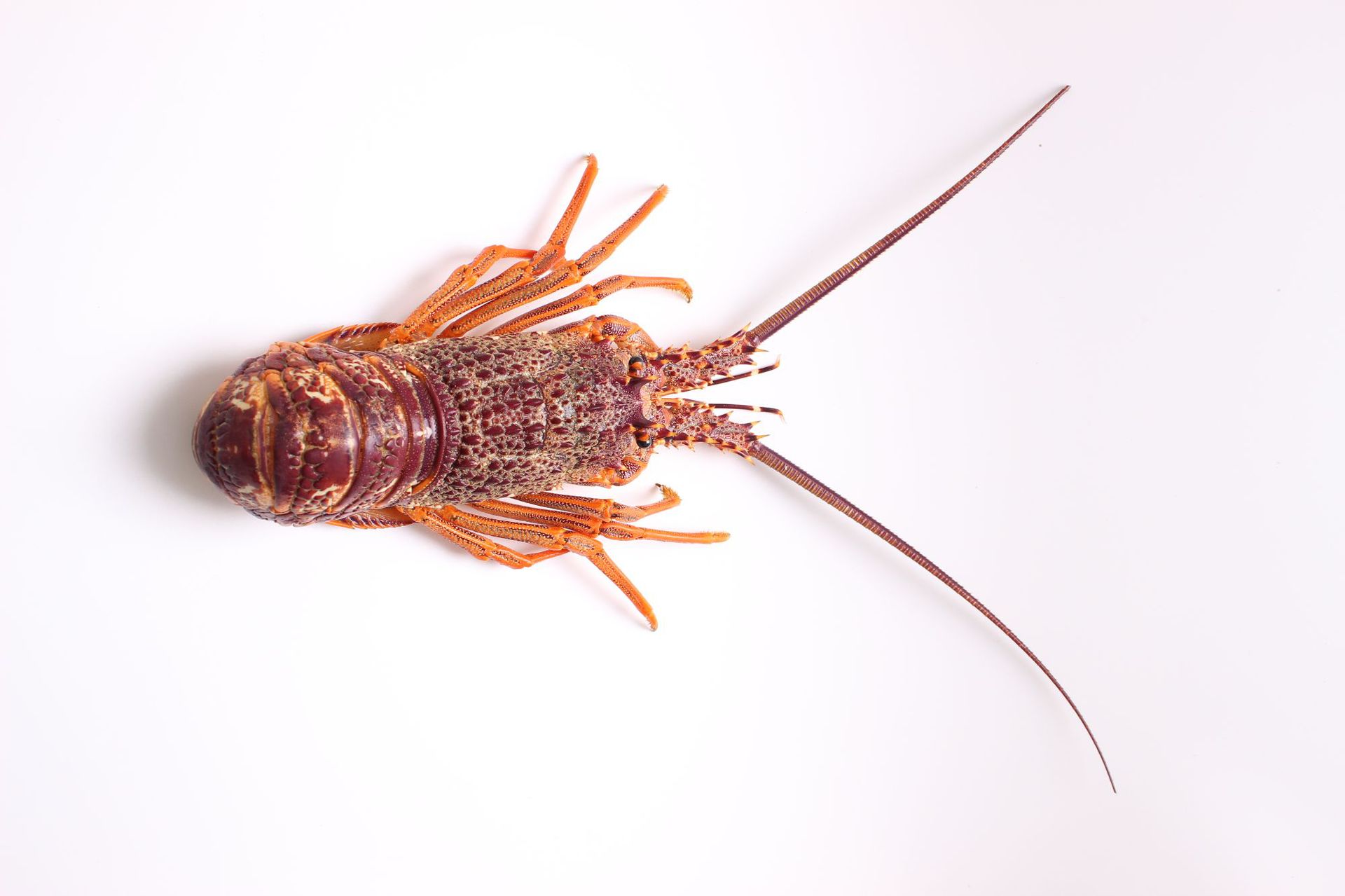 产地直发澳洲进口深海龙虾 鲜活捕捞酒店家居食材大龙虾750克