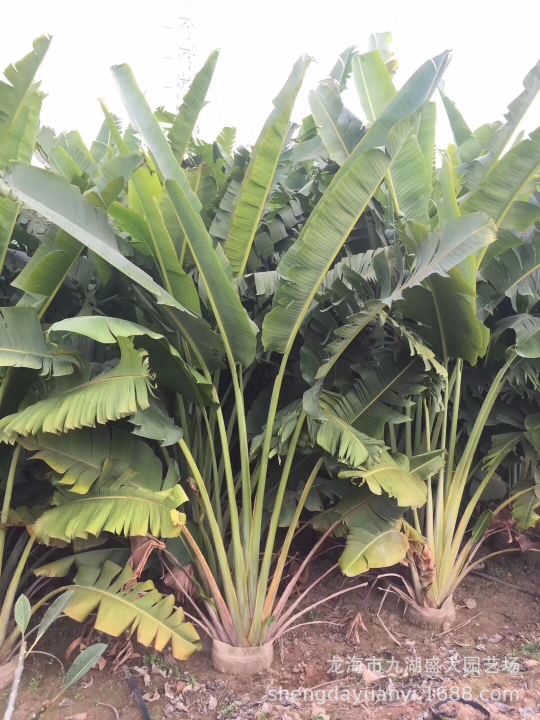 福建漳州批发旅人蕉 芭蕉价格 旅人蕉报价 基地批发旅人蕉