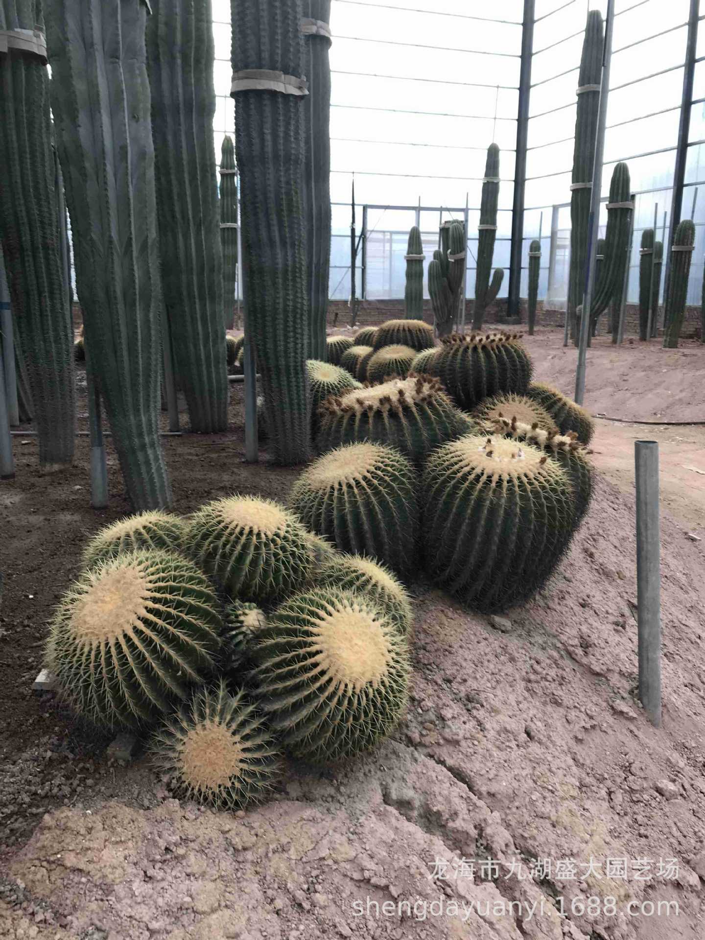 福建漳州沙漠热带植物厂家 大型主景仙人掌批发基地 公园造景设计