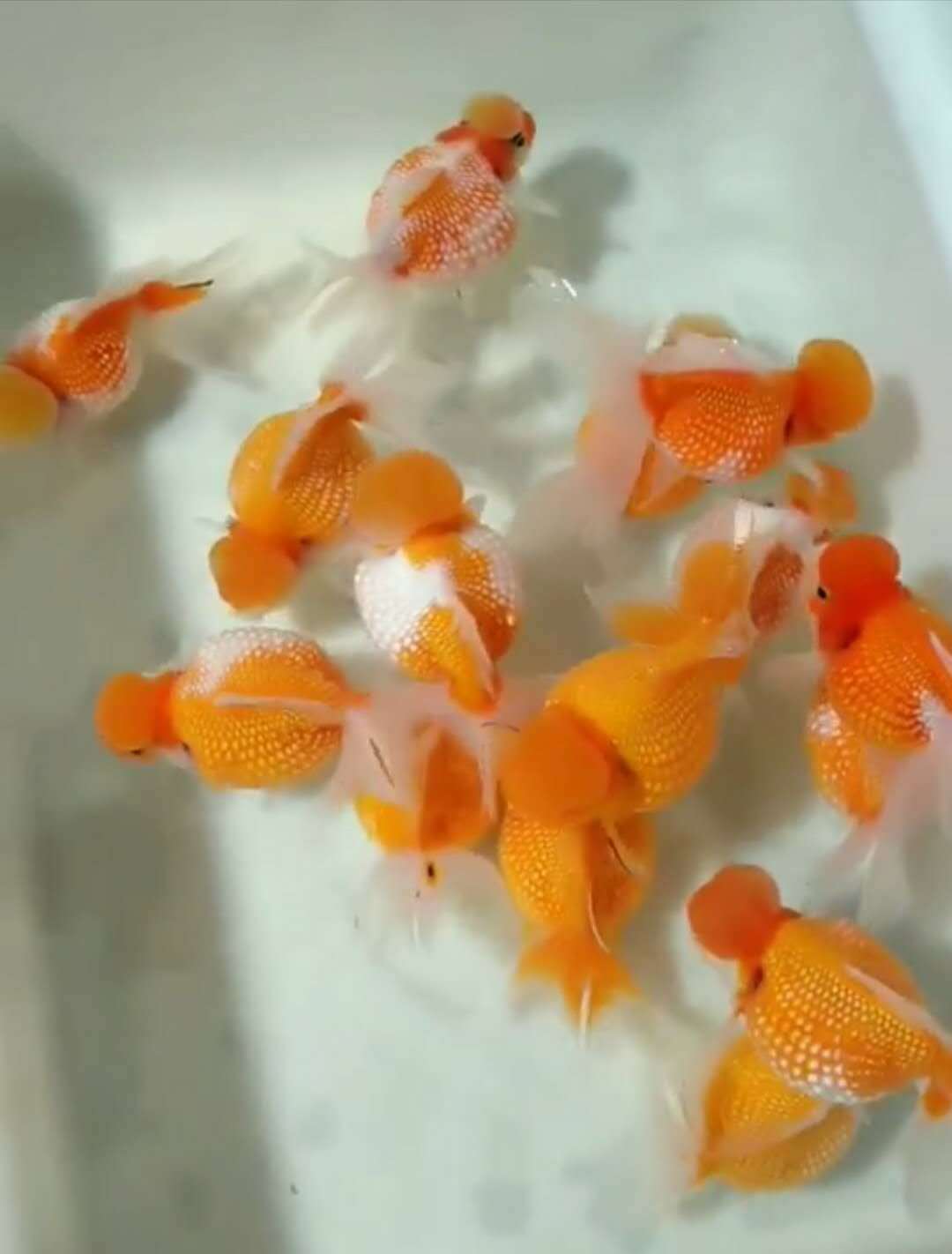 皇冠珍珠金鱼 珍珠鱼 冷水鱼 观赏鱼批发