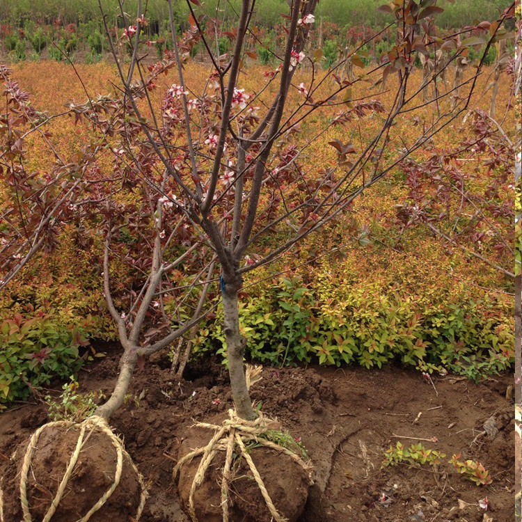 基地直销美人梅树苗工程绿化苗木美人梅小苗四季优美规格全