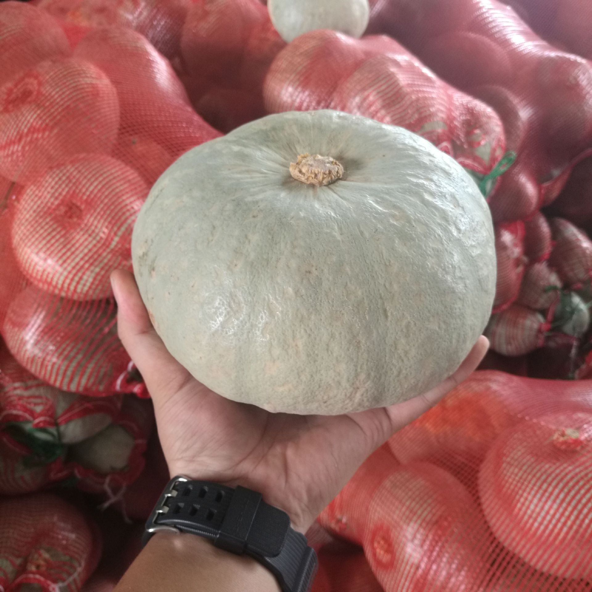 新疆板栗南瓜 银栗 粉糯香甜宝宝辅食银板栗 贝贝南瓜贵族金丝