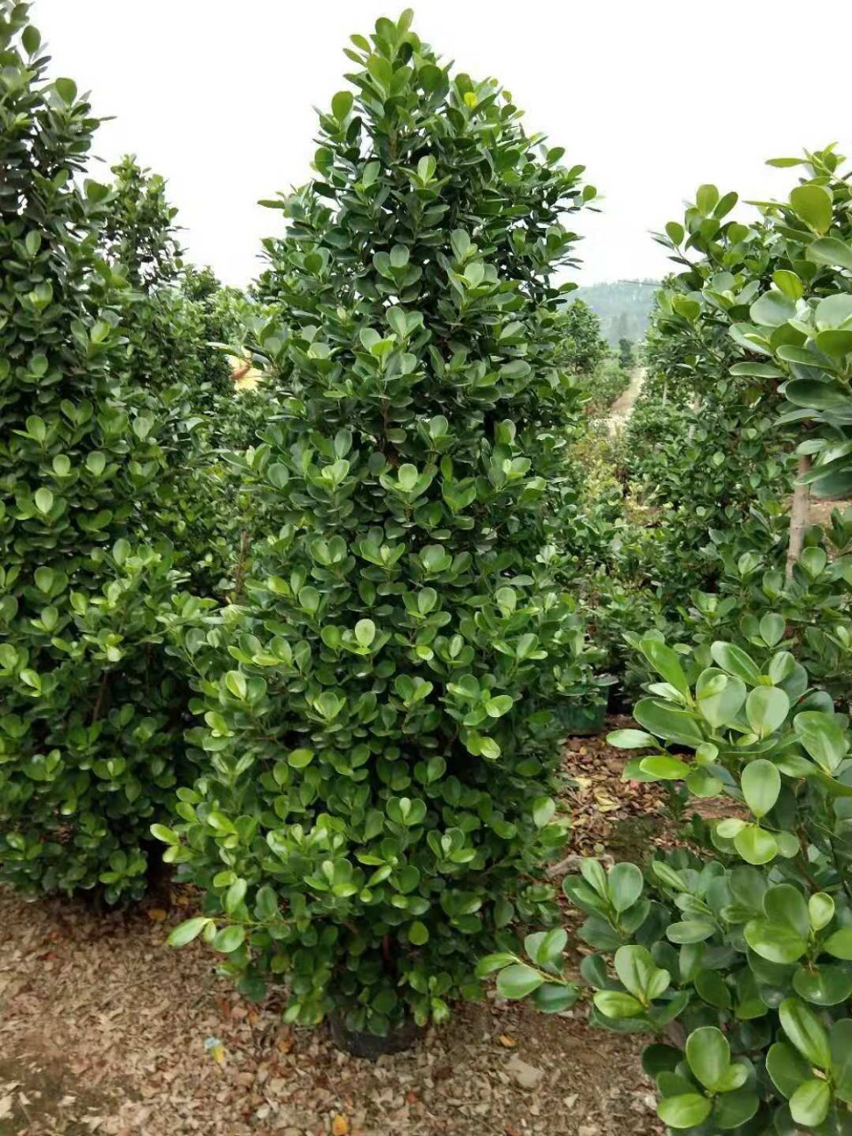 盆栽塔形金钱榕 苗圃直供绿篱植物火山榕