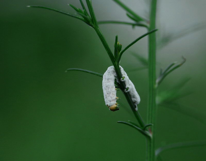 生产直销出厂价微生物真菌杀虫剂防治跳甲蓟马叶蝉100亿/克白僵菌