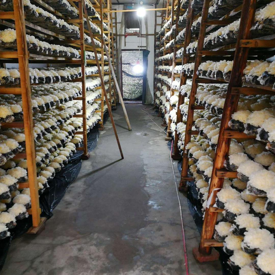 7朵盒装顺丰快递新鲜银耳基地现摘现发古田鲜银耳可批发一件代发