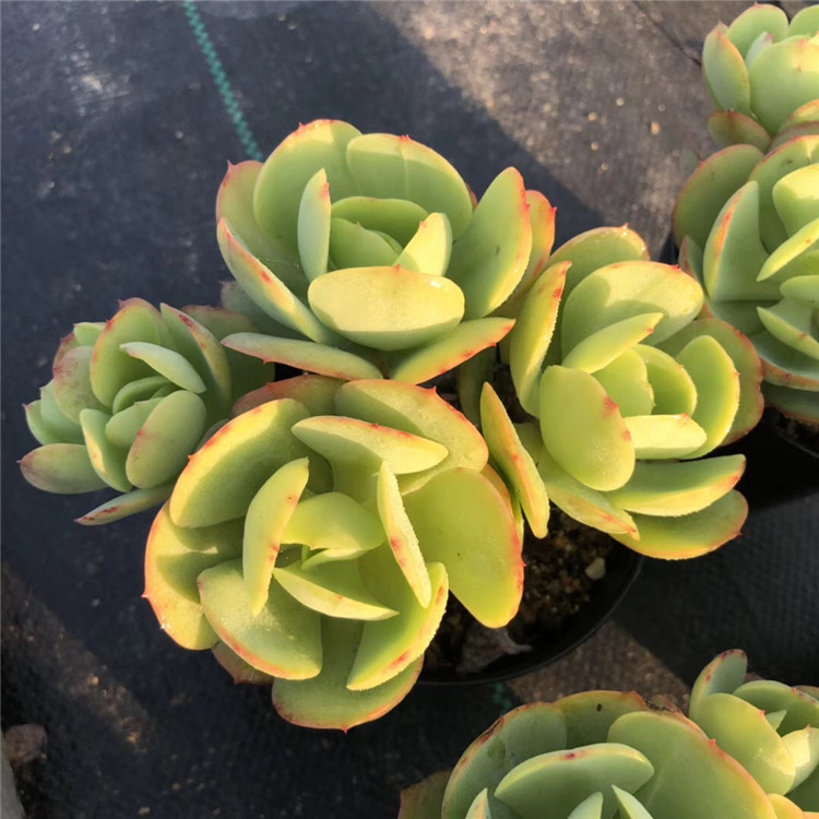 021多肉植物大棚批发阳台品种 奶油碧桃3-5头老桩盆10cm多肉品种