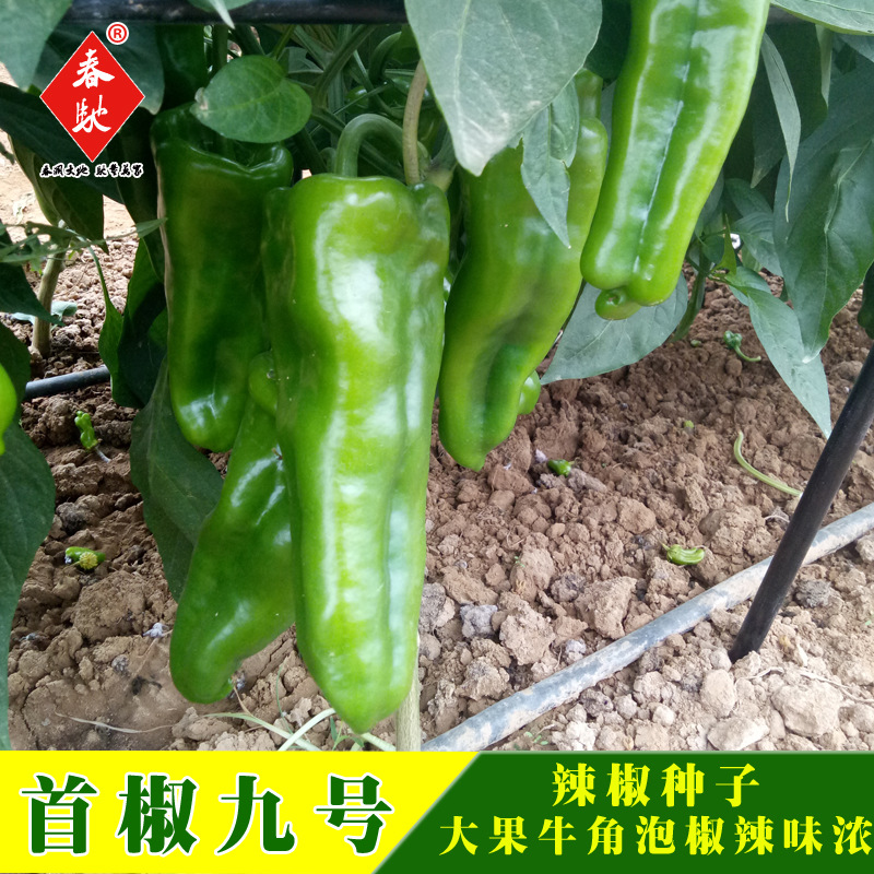 威尔种子批发首椒九号辣椒种子大牛角泡椒种子蔬菜种子产量高