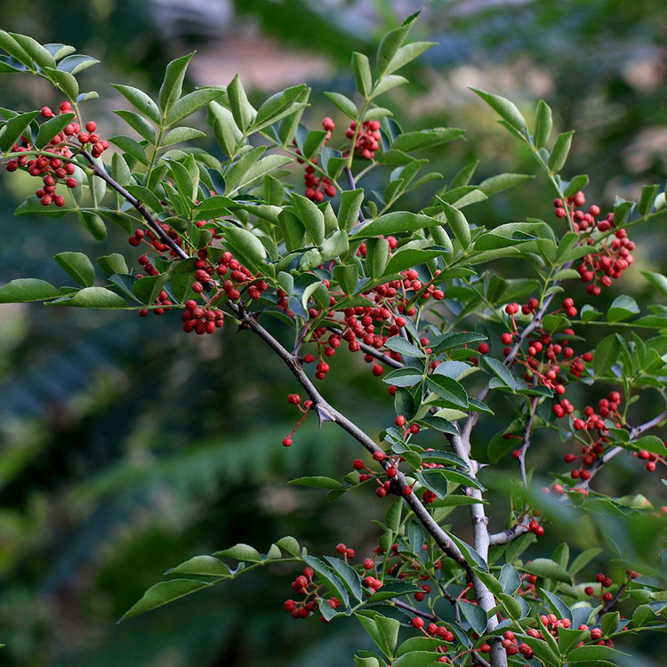 泰安出售花椒苗 九叶青花椒苗丰产大红袍花椒树苗