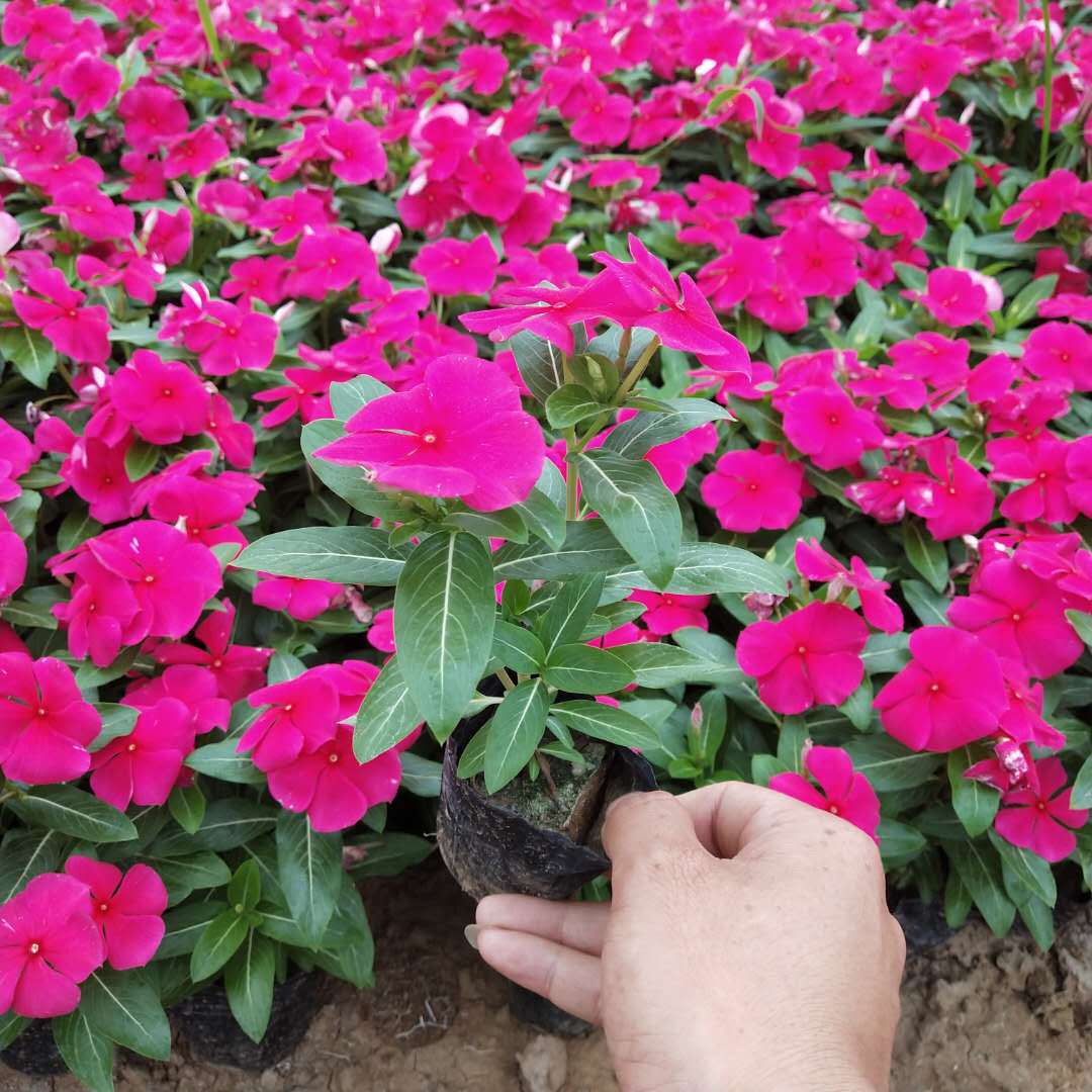 长春花 多年生草本盆栽 观赏植物 园林公园绿化盆栽植物