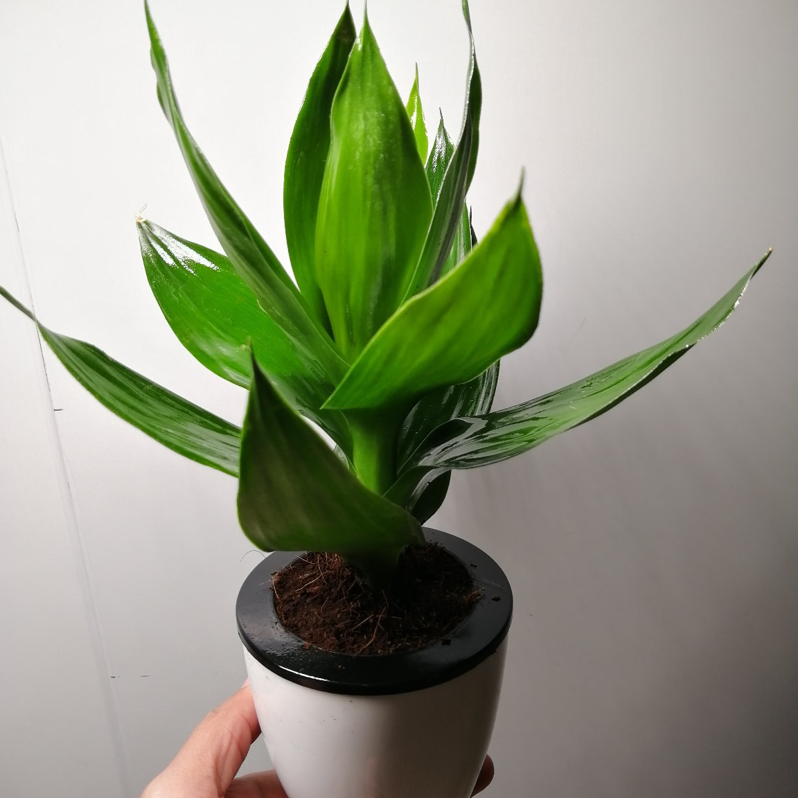 盆栽-观音竹荷花兰基地直销全国大部分地区包邮-盆栽尽在阿里巴巴