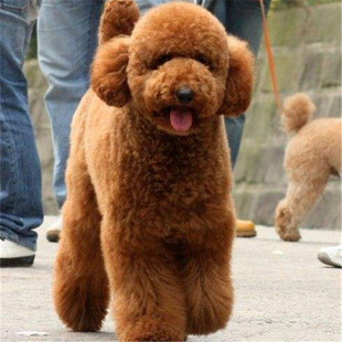 泰迪狗 幼犬图片 - 海量高清泰迪狗 幼犬图片大全 - 阿里巴巴