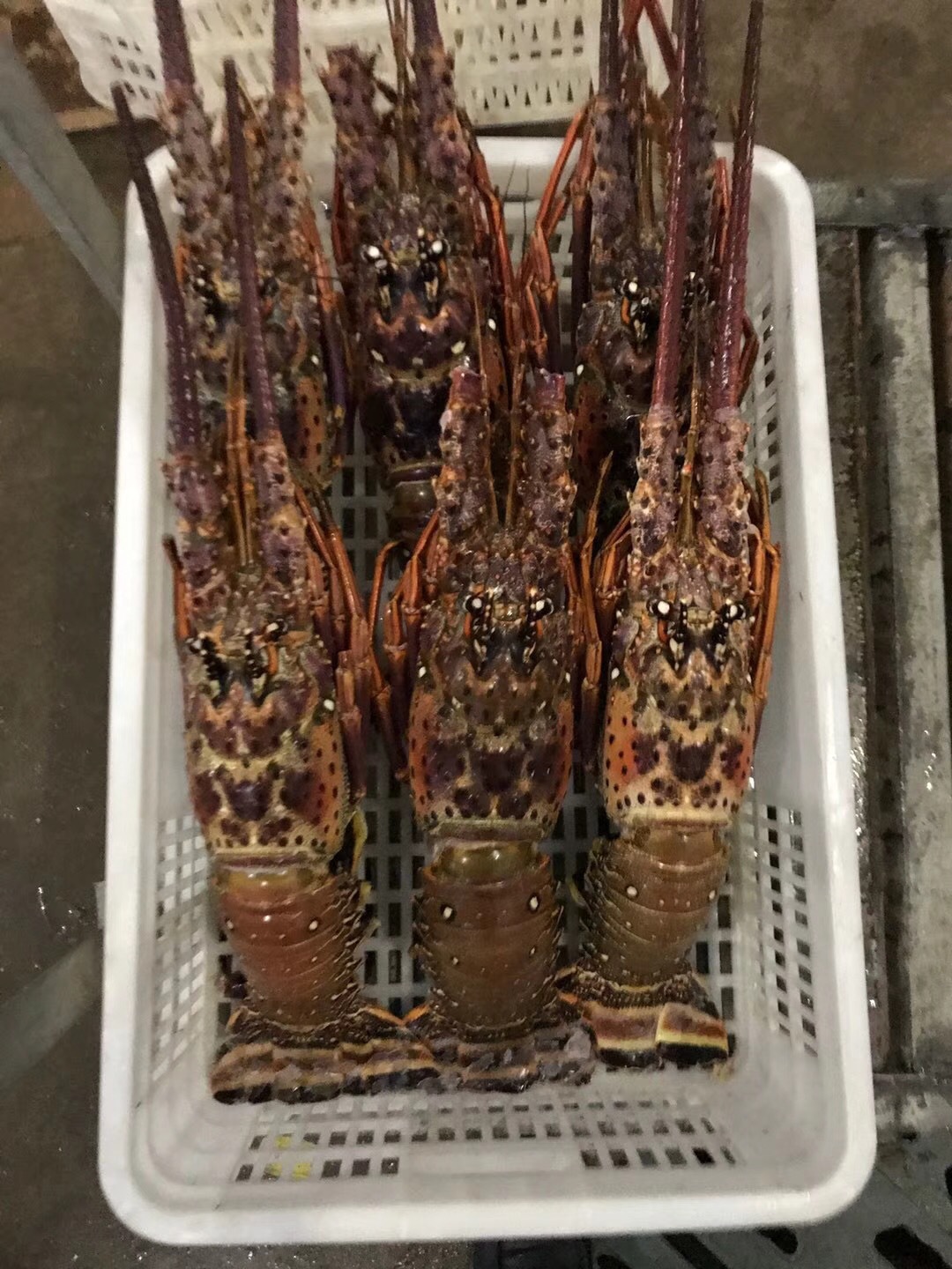 巴西龙虾 巴西龙 进口龙虾 大龙虾 进口海鲜批发 冻龙虾