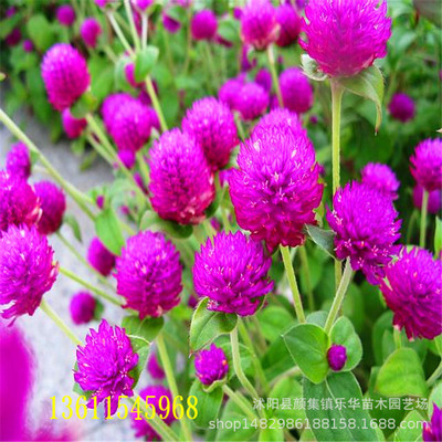 千日紫千日红花种子 阳台盆栽绿化工程花卉种子 园林花卉种子