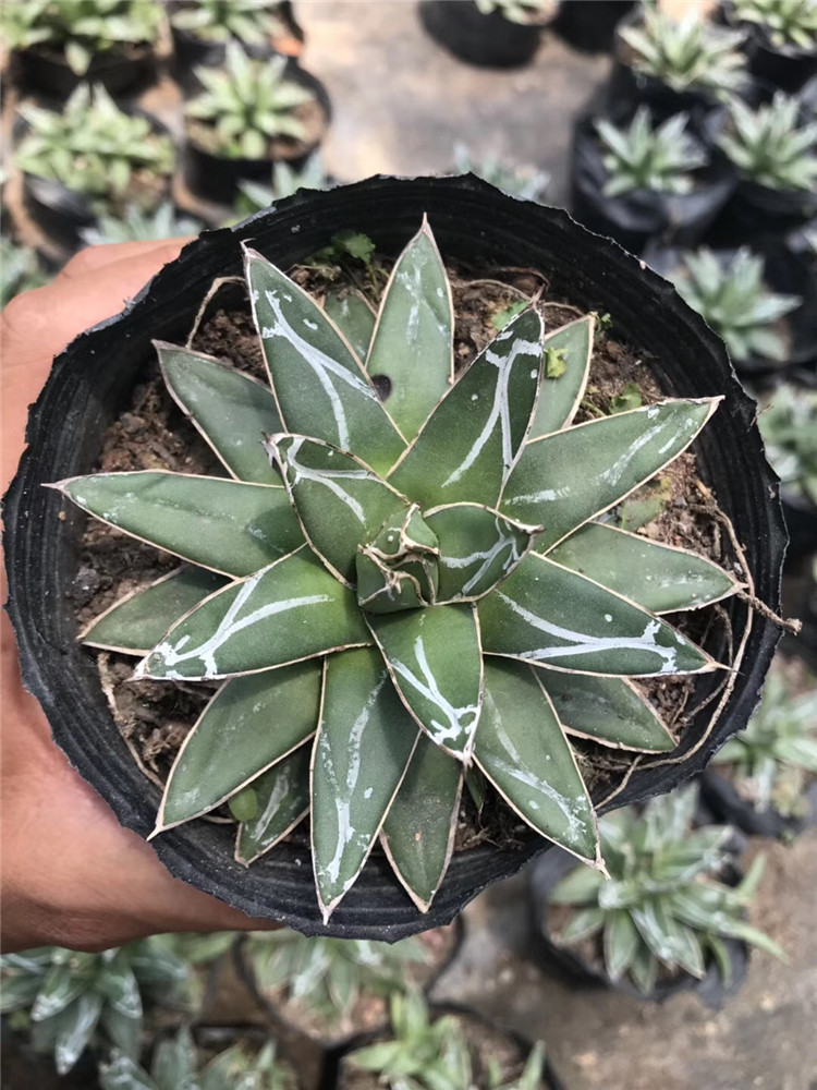 5133多肉植物系列批发世之雪盆8cm单头品相好裸根发货