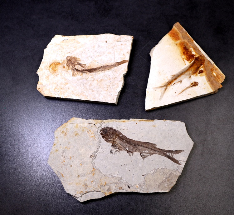 古生物狼鳍鱼化石标本昆虫化石三叶虫化石教学科普石摆件无裂