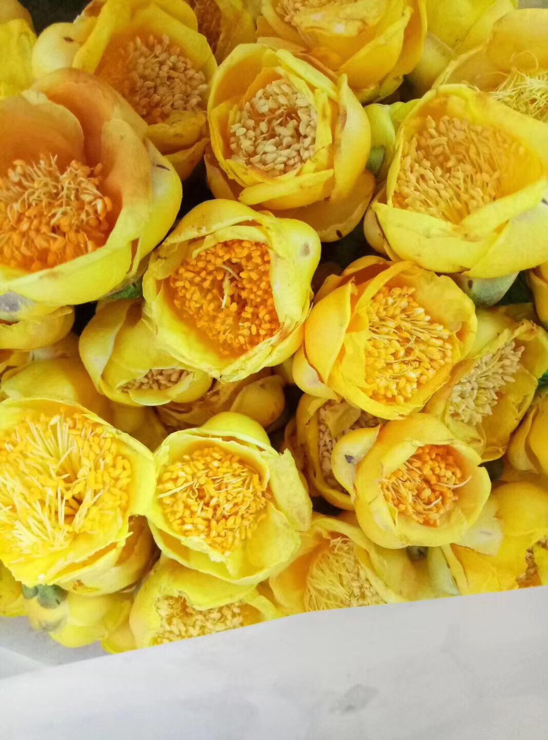 野生金花茶批发 国宝金花茶 冻干花 20g/瓶装 广西特产现货