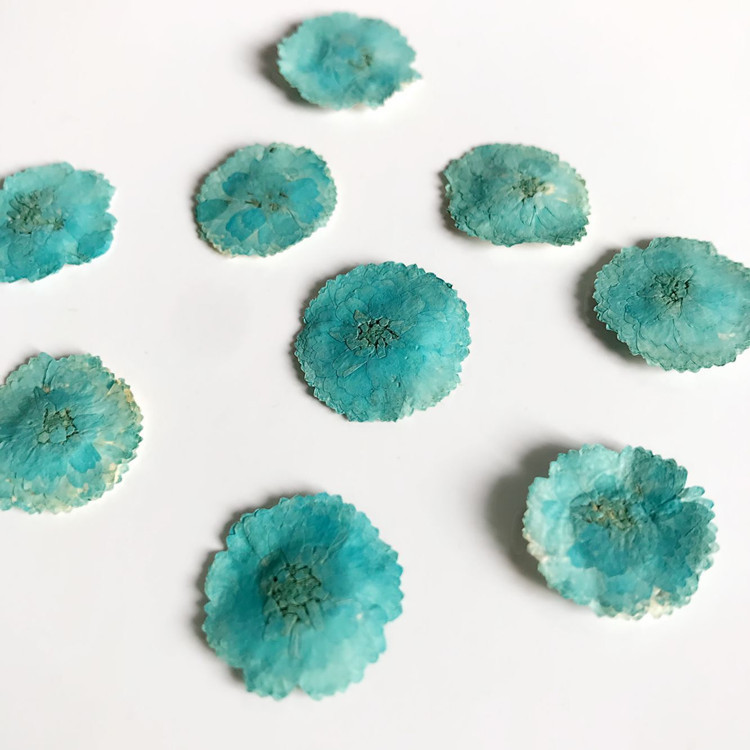 小雏菊 滴胶干花diy手工花材天然真花植物标本押花压花蜡烛干花