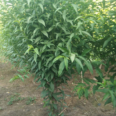 苗圃供应龙柱碧桃 规格齐全现挖现卖景观造型 龙柱碧桃树苗