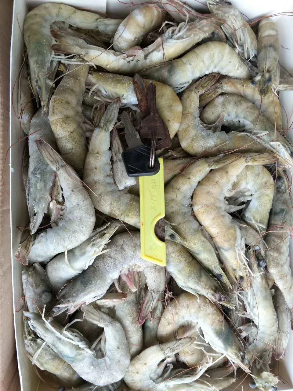 批发供应冷冻厄瓜多尔南美白对虾盐冻桑塔多尔虾白盒