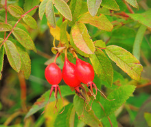 东北大兴安岭野生刺玫果玫瑰果包邮天然山刺玫果蔷薇果茶
