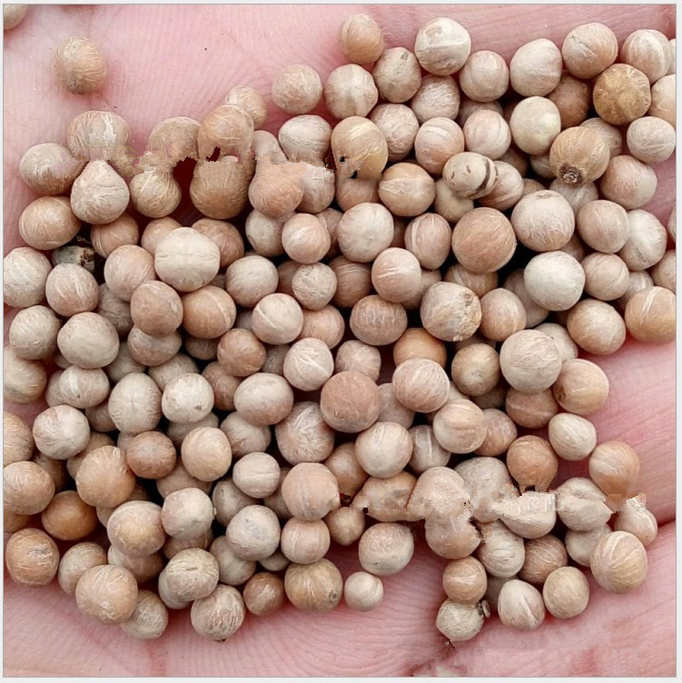 林木种子 新采光皮树种子 光皮梾木种子 易成活 量大优惠