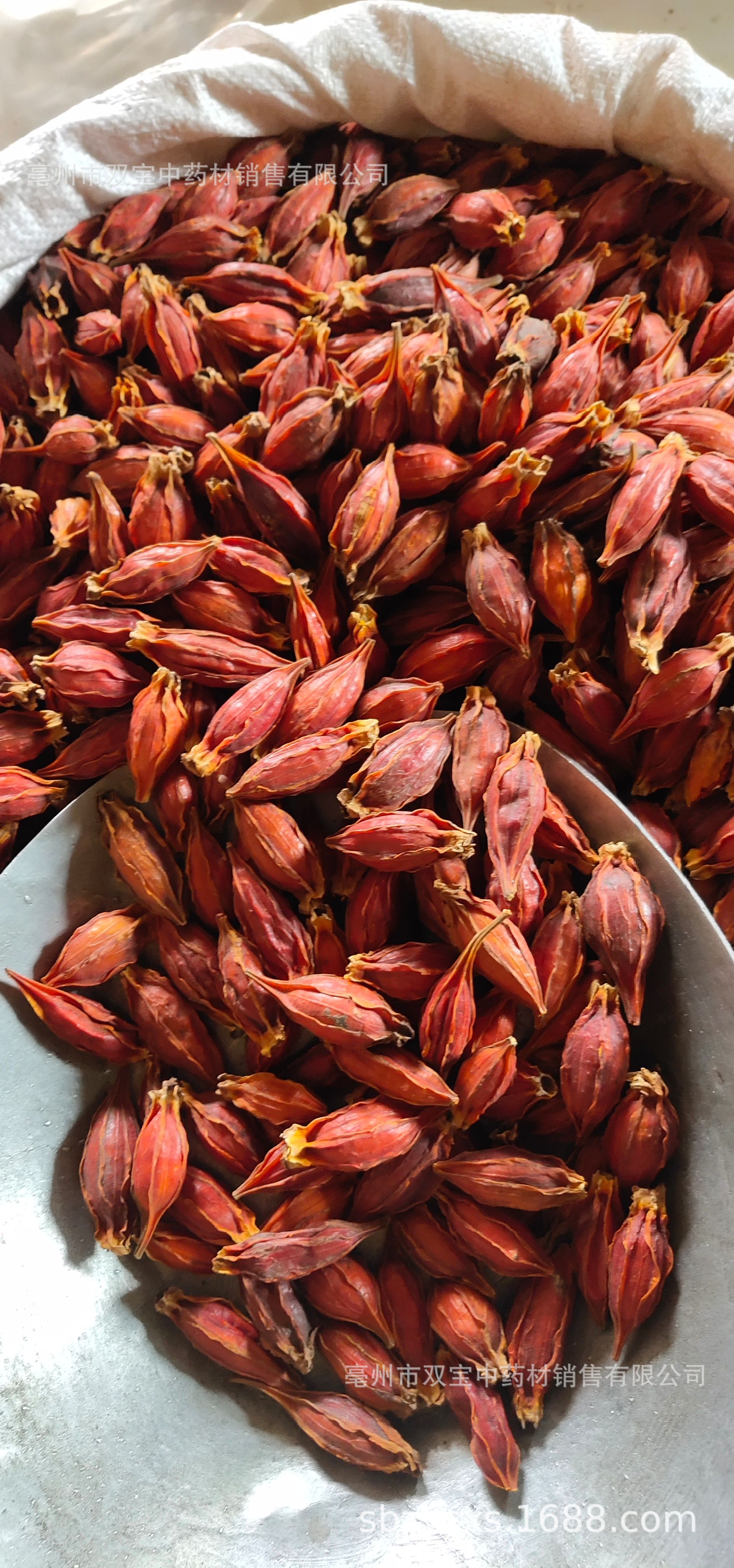 双宝供应散装 江西红栀子 山栀子 水栀子 枝子茶各种规格栀子大货