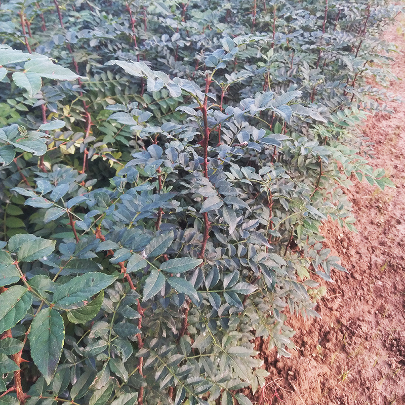 大红袍花椒苗批发 大红袍花椒树苗 新品种大红袍花椒树树苗直批