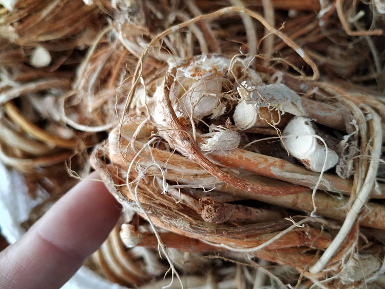 五指牛奶中条五指毛桃根中段中药材五爪龙煲汤料批发