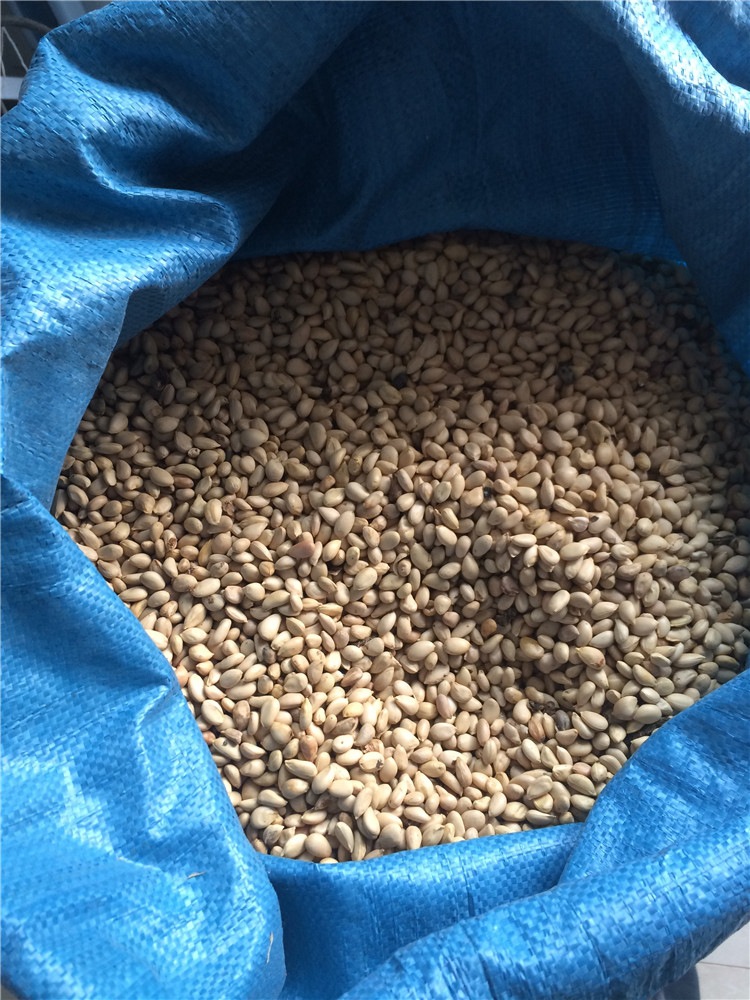 批发果树桔子种子价格 厂家直销 桔子种子销售 包发芽 香橙种子