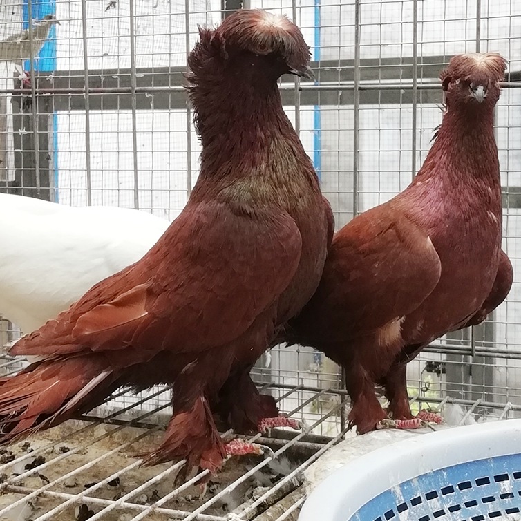 新疆翻翻鸽子价格 筋斗鸽子图片 会翻跟斗的鸽子 红色跟斗鸽图片