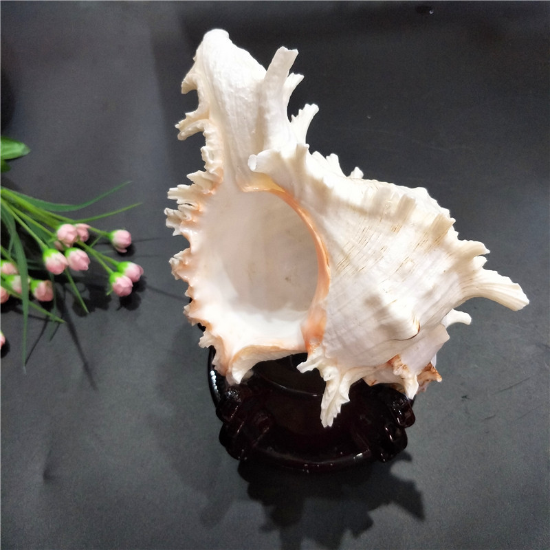 Kirin Snail Natural Conch and Shell Thousand Hand Snail Landscape Fish Tank Landscape Creative Home Collection Specimen Snail