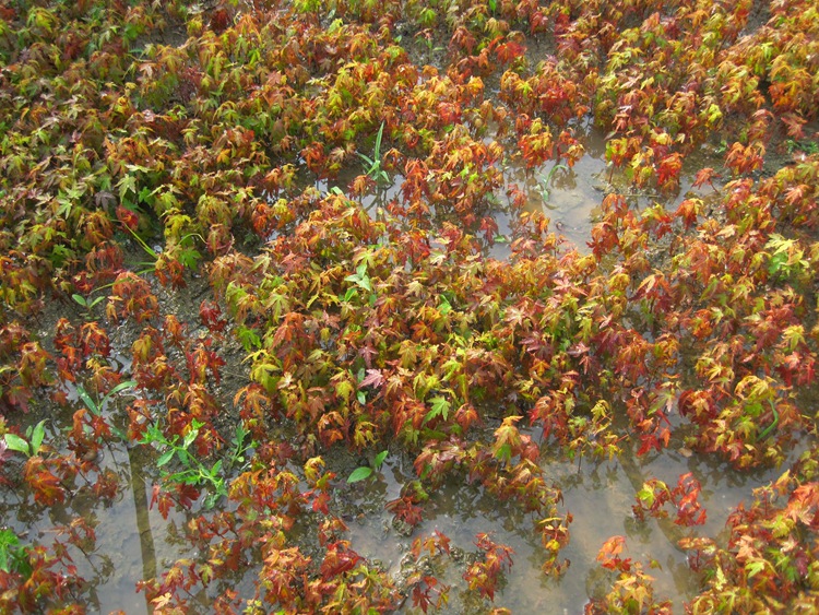 五角枫种子三角枫种子青枫种子日本红枫种子美国红枫种子鸡爪槭籽