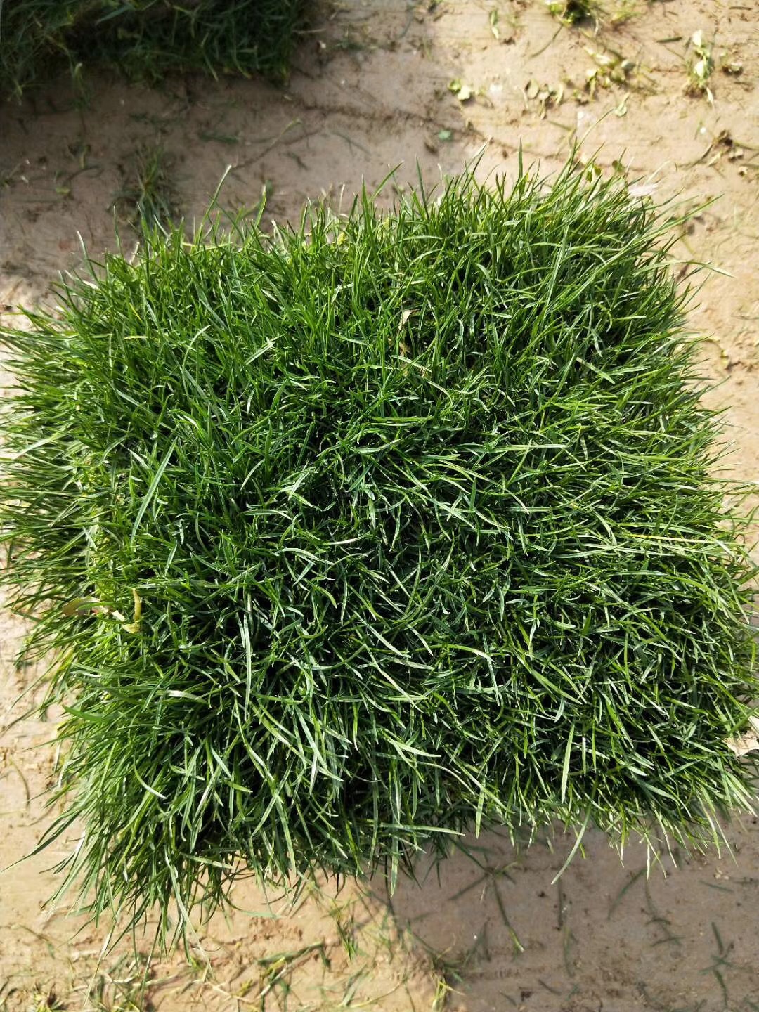 新品即将上市 四季青 混播黑麦草 适用于各工程绿化 冬天也是绿的