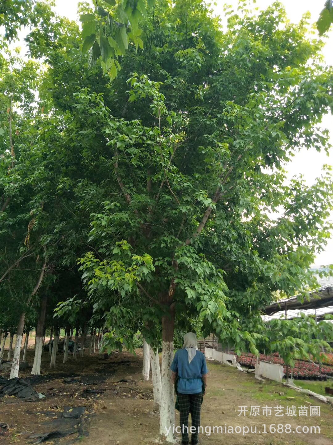 基地直销批发供应复叶槭树苗园林绿化工程小区树苗现挖现卖