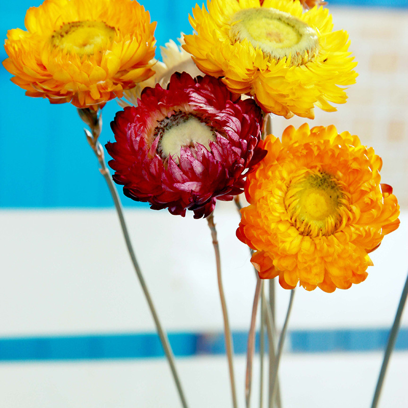 麦秆菊七彩麦秆生态植物干花家居摆件装饰小菊花厂家直销
